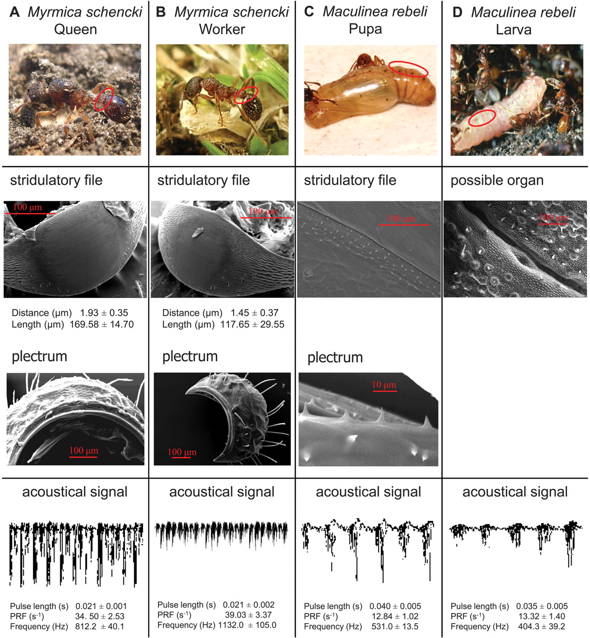 images of the various stridulation organs for Myrmica and Maculinea